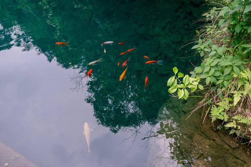 虫虫助手下载